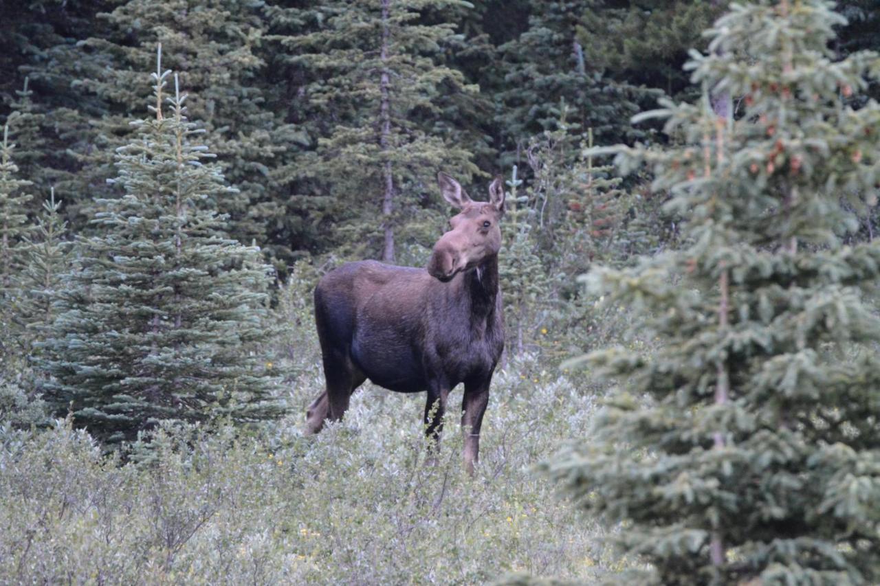 Newly Renovated Grizzly Lodge, Spacious 3Br 2Ba With Open Pool, Hot Tub Canmore Exterior foto